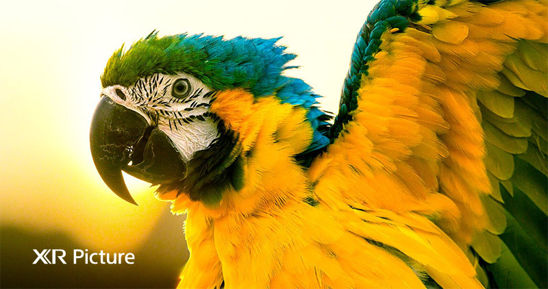 OLED Tivi 4K Sony 65 inch 65A80J Android TV