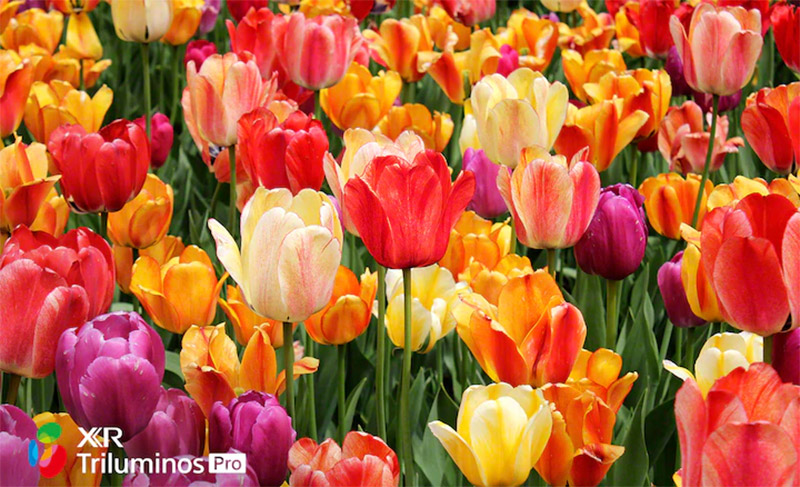 OLED Tivi 4K Sony 65 inch 65A80J Android TV